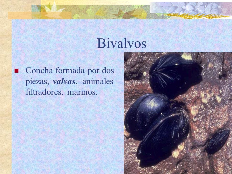 Bivalvos Concha formada por dos piezas, valvas, animales filtradores, marinos.