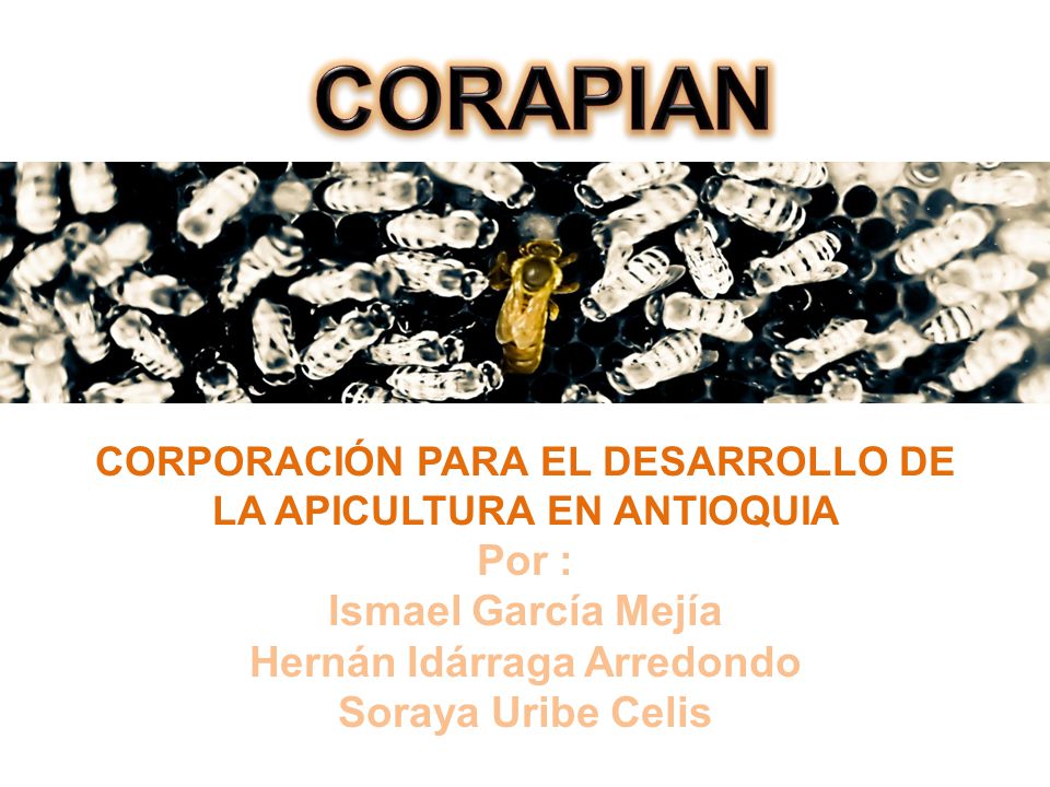 CORAPIAN CORPORACIÓN PARA EL DESARROLLO DE LA APICULTURA EN ANTIOQUIA Por : Ismael García Mejía Hernán Idárraga Arredondo Soraya Uribe Celis.