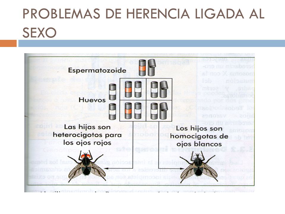 PROBLEMAS DE HERENCIA LIGADA AL SEXO