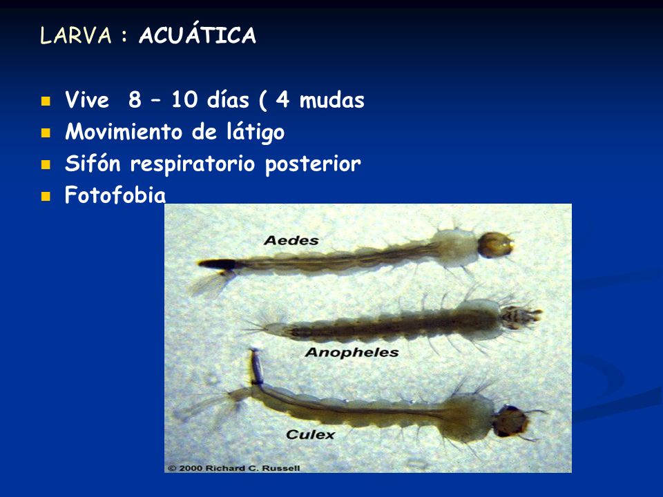 LARVA : ACUÁTICA Vive 8 – 10 días ( 4 mudas. Movimiento de látigo. Sifón respiratorio posterior.