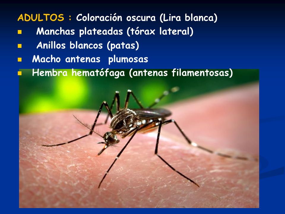 ADULTOS : Coloración oscura (Lira blanca)