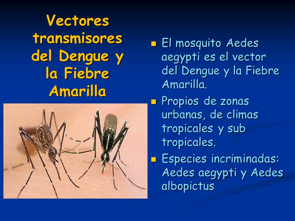 Vectores transmisores del Dengue y la Fiebre Amarilla