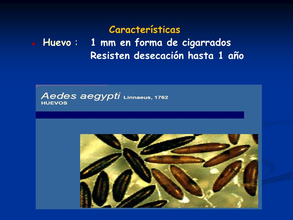 Características Huevo : 1 mm en forma de cigarrados Resisten desecación hasta 1 año