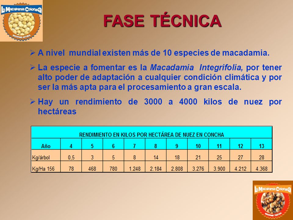 FASE TÉCNICA A nivel mundial existen más de 10 especies de macadamia.
