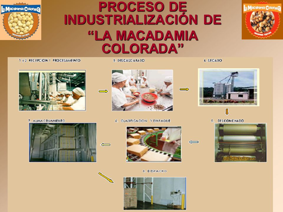 PROCESO DE INDUSTRIALIZACIÓN DE LA MACADAMIA COLORADA