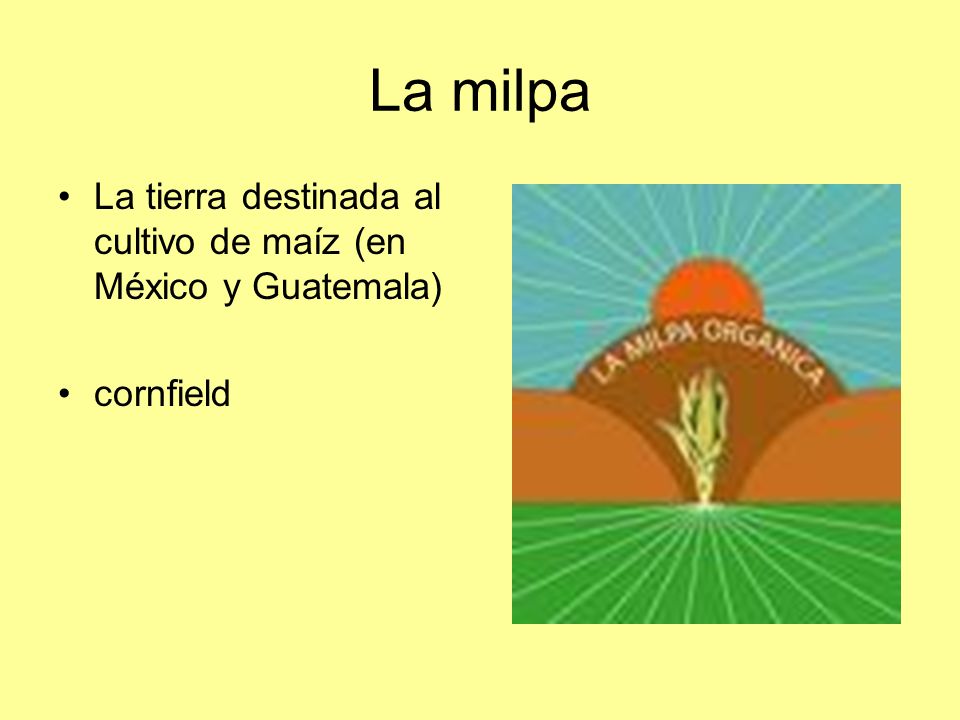 La milpa La tierra destinada al cultivo de maíz (en México y Guatemala) cornfield