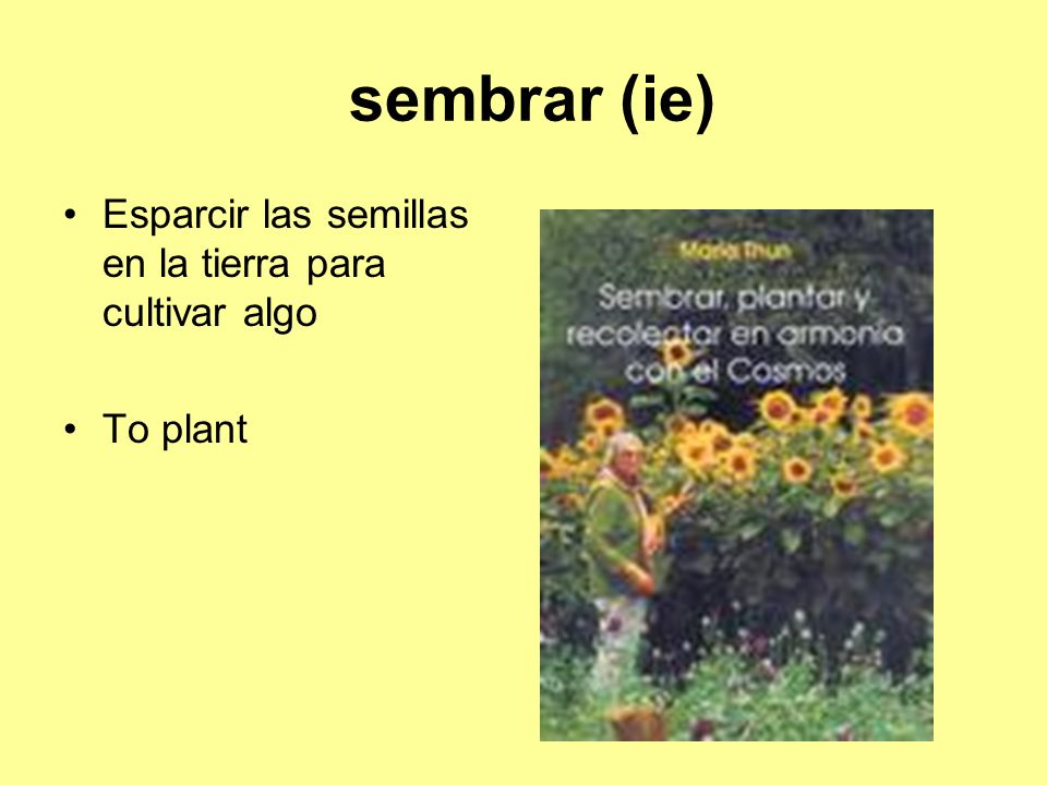 sembrar (ie) Esparcir las semillas en la tierra para cultivar algo