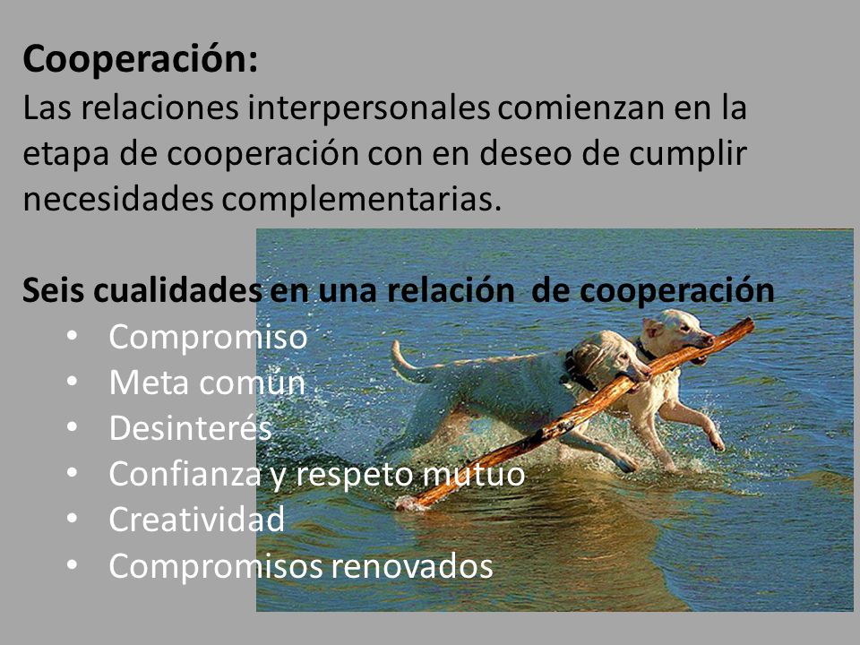Cooperación: Las relaciones interpersonales comienzan en la etapa de cooperación con en deseo de cumplir necesidades complementarias.
