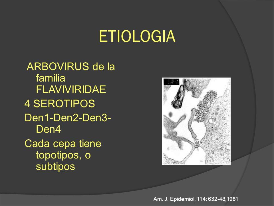 ETIOLOGIA ARBOVIRUS de la familia FLAVIVIRIDAE 4 SEROTIPOS