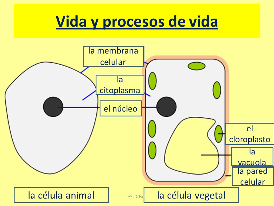 Vida y procesos de vida la célula animal la célula vegetal