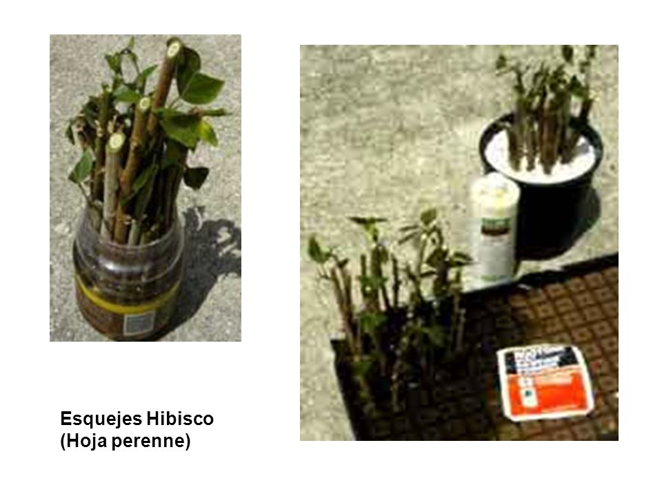 Esquejes Hibisco (Hoja perenne)