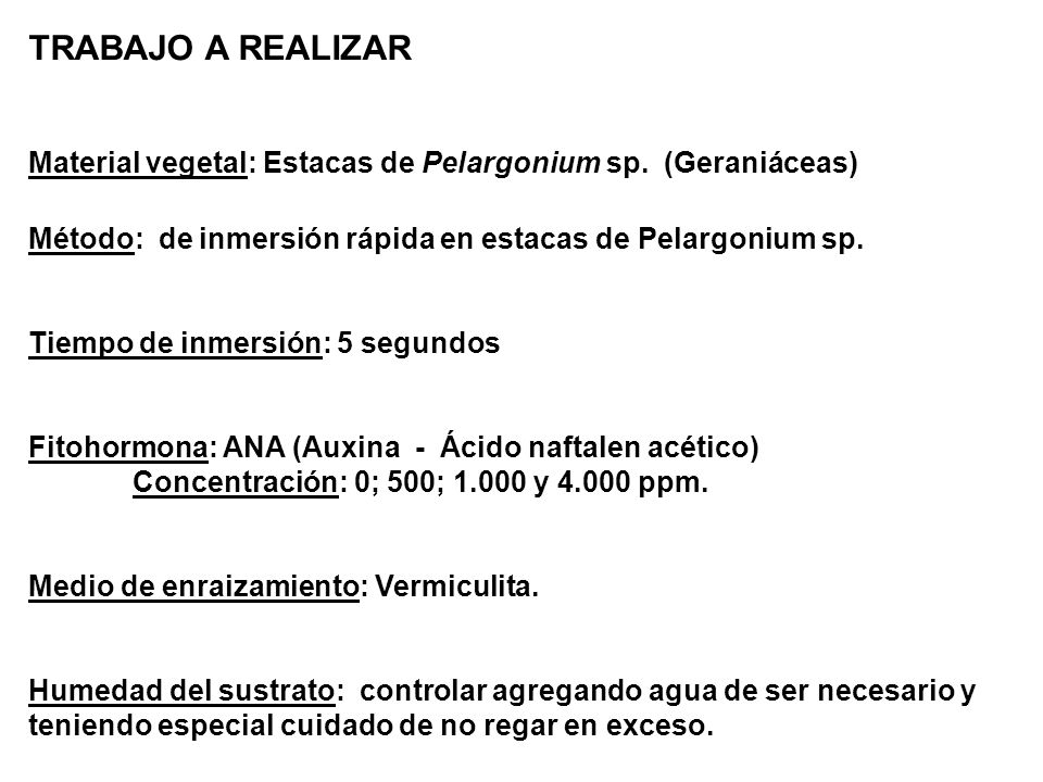 TRABAJO A REALIZAR Material vegetal: Estacas de Pelargonium sp. (Geraniáceas) Método: de inmersión rápida en estacas de Pelargonium sp.
