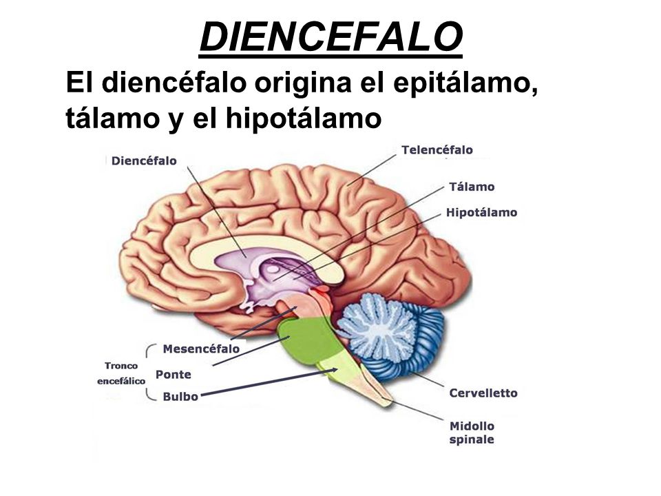 DIENCEFALO El diencéfalo origina el epitálamo, tálamo y el hipotálamo