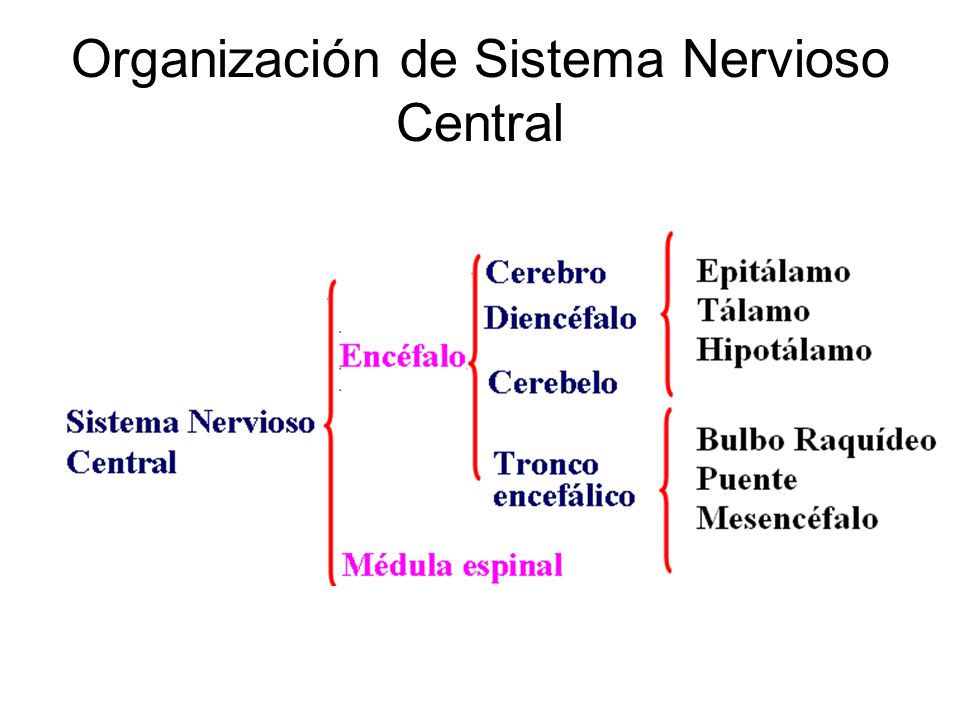 Organización de Sistema Nervioso Central