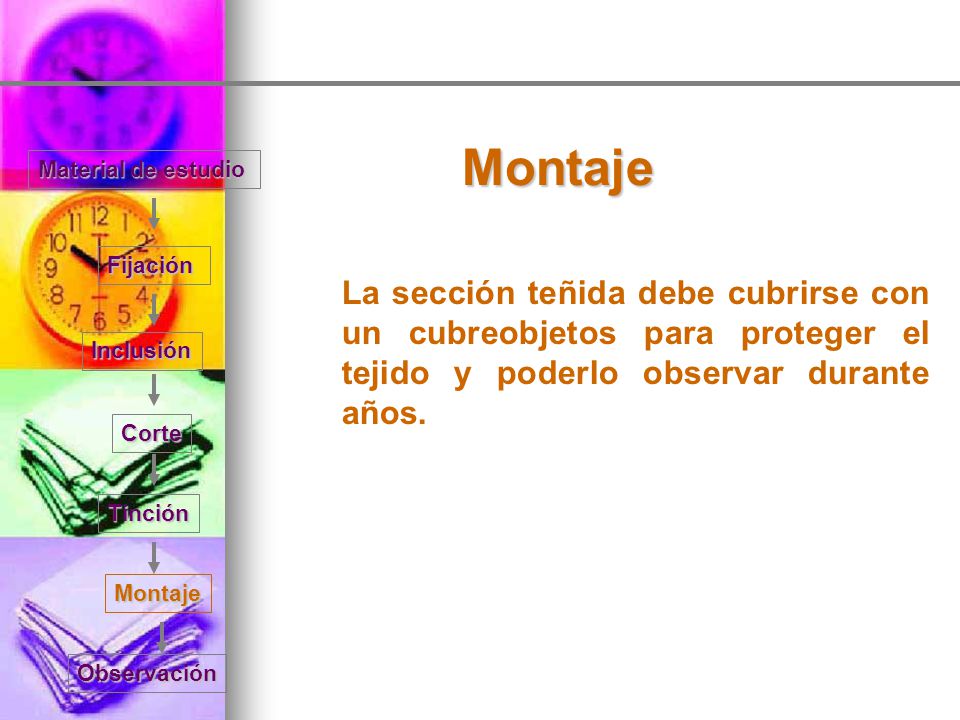 Montaje Material de estudio. Fijación. La sección teñida debe cubrirse con un cubreobjetos para proteger el tejido y poderlo observar durante años.