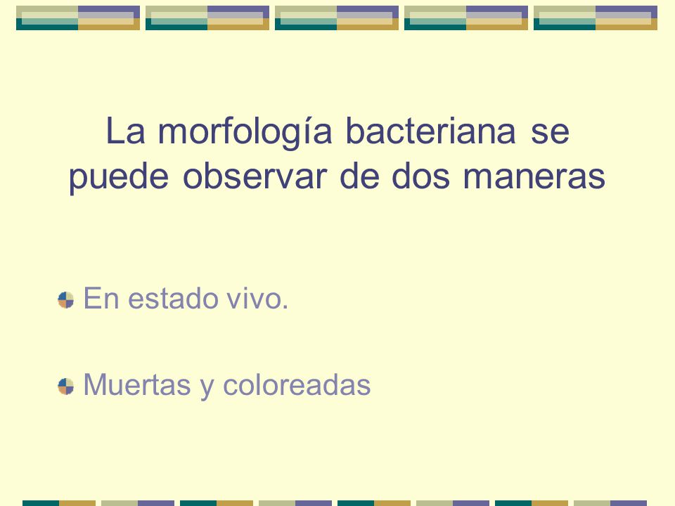 La morfología bacteriana se puede observar de dos maneras