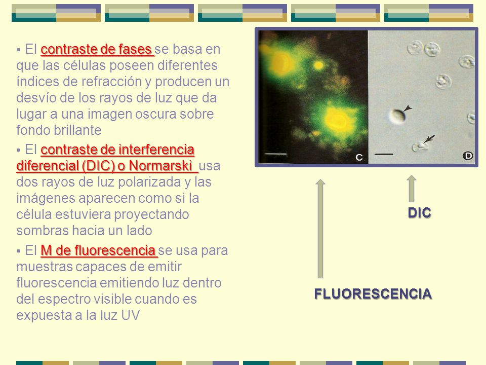 El contraste de fases se basa en que las células poseen diferentes índices de refracción y producen un desvío de los rayos de luz que da lugar a una imagen oscura sobre fondo brillante