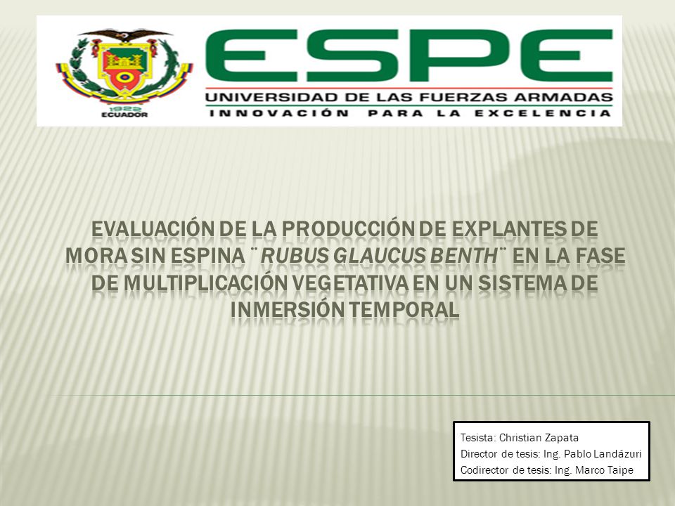 EVALUACIÓN DE LA PRODUCCIÓN DE EXPLANTES DE MORA SIN ESPINA ¨Rubus glaucus Benth¨ EN LA FASE DE MULTIPLICACIÓN VEGETATIVA EN UN SISTEMA DE INMERSIÓN TEMPORAL
