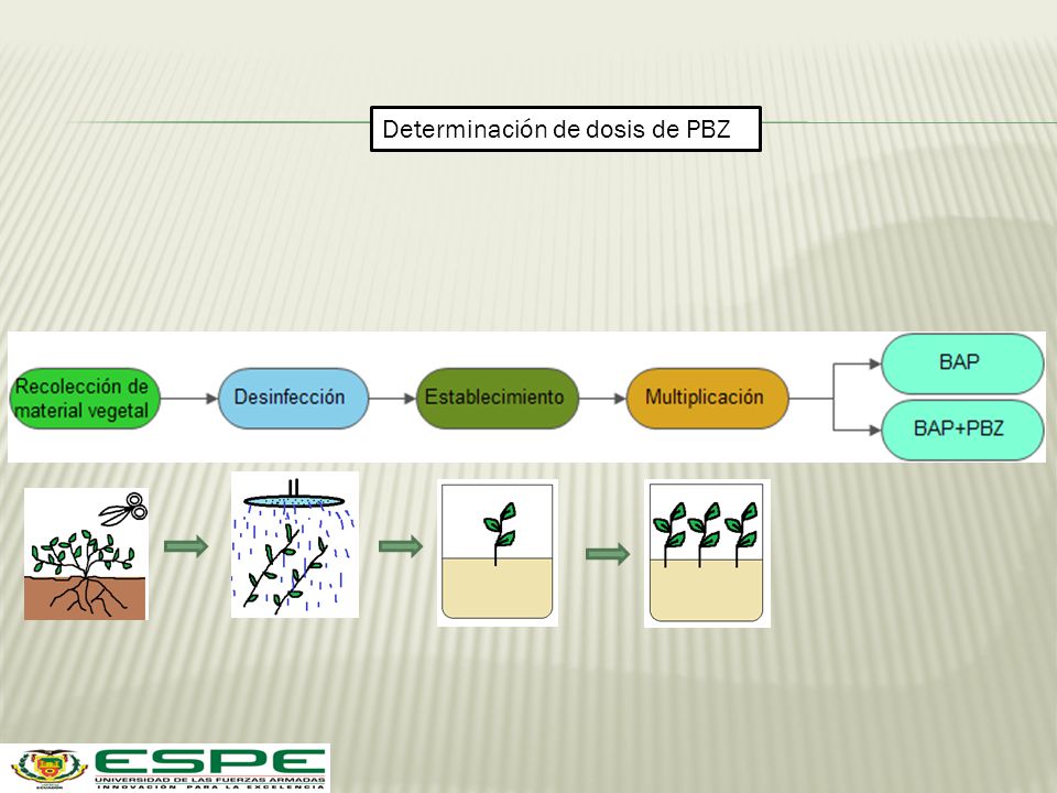 Determinación de dosis de PBZ