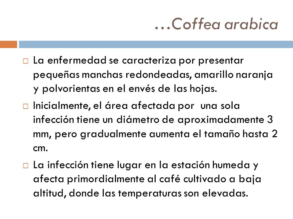 …Coffea arabica La enfermedad se caracteriza por presentar pequeñas manchas redondeadas, amarillo naranja y polvorientas en el envés de las hojas.