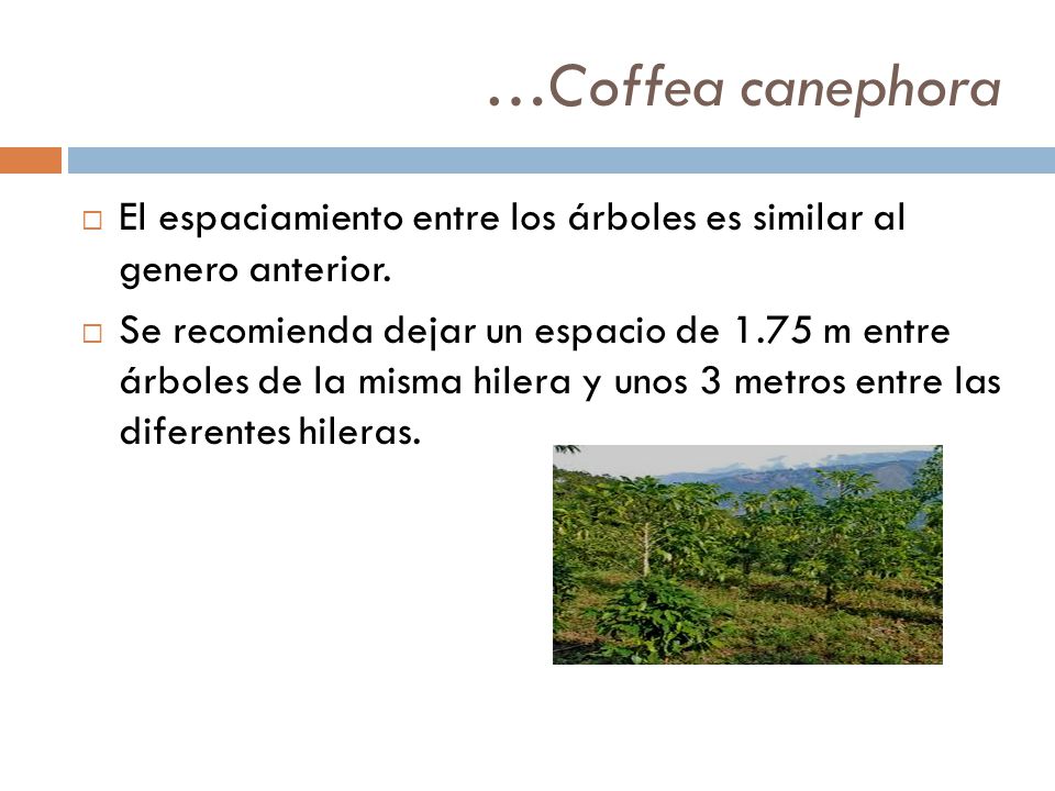 …Coffea canephora El espaciamiento entre los árboles es similar al genero anterior.