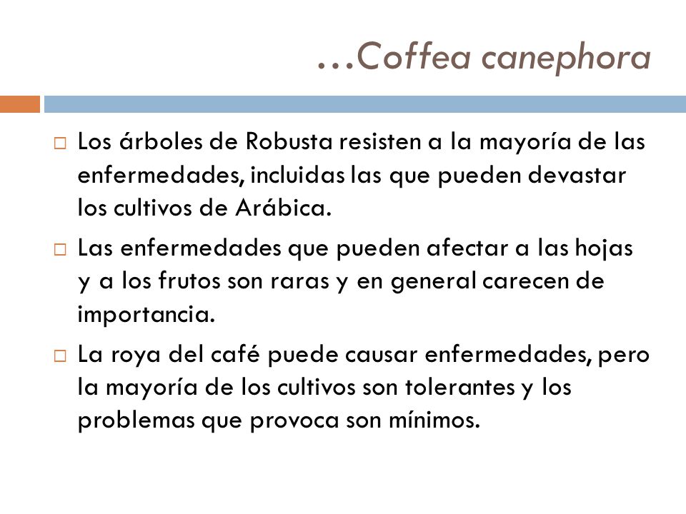 …Coffea canephora Los árboles de Robusta resisten a la mayoría de las enfermedades, incluidas las que pueden devastar los cultivos de Arábica.