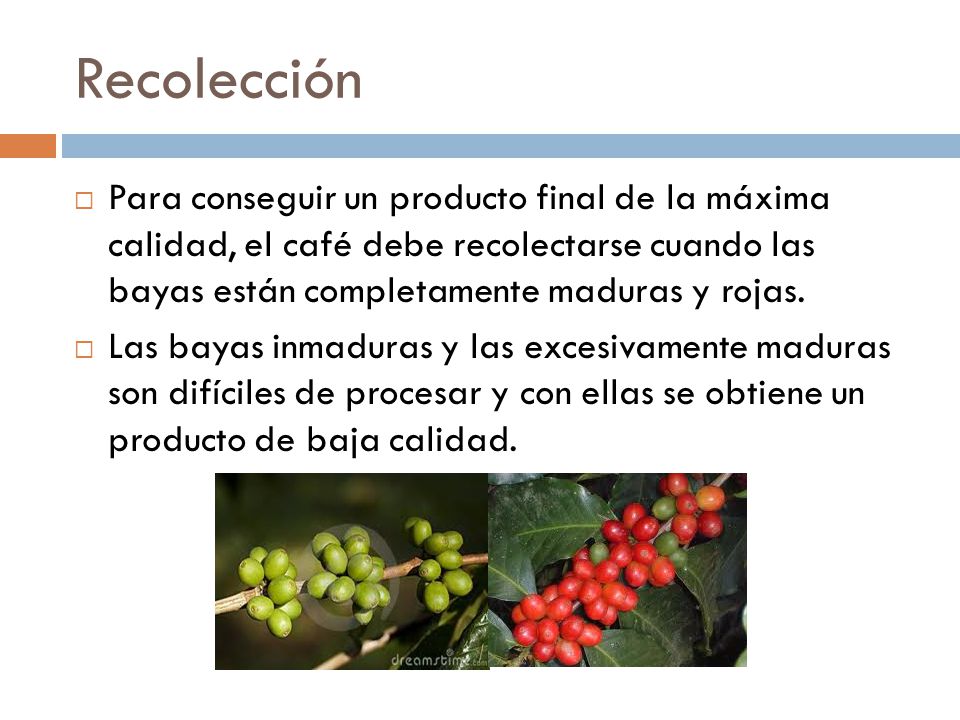 Recolección Para conseguir un producto final de la máxima calidad, el café debe recolectarse cuando las bayas están completamente maduras y rojas.