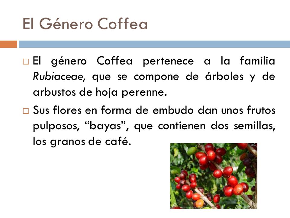 El Género Coffea El género Coffea pertenece a la familia Rubiaceae, que se compone de árboles y de arbustos de hoja perenne.