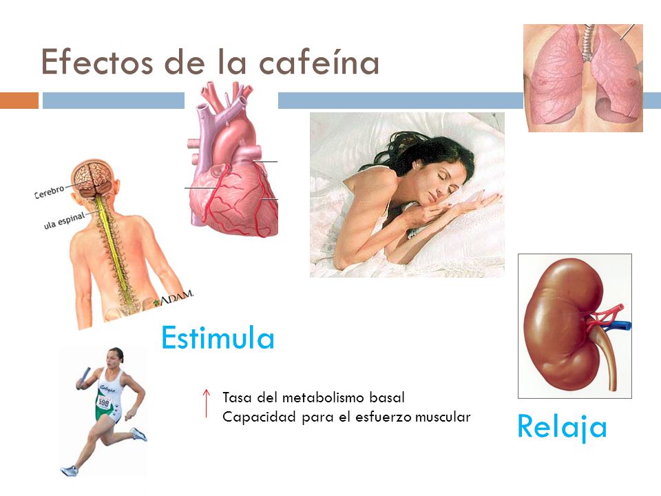 Efectos de la cafeína Estimula Relaja Tasa del metabolismo basal