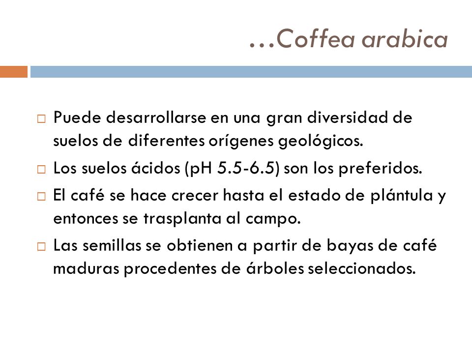 …Coffea arabica Puede desarrollarse en una gran diversidad de suelos de diferentes orígenes geológicos.