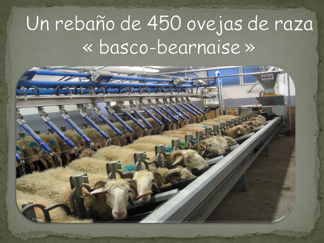 Un rebaño de 450 ovejas de raza « basco-bearnaise »