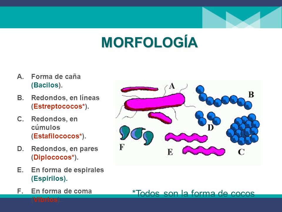 MORFOLOGÍA *Todos son la forma de cocos Forma de caña (Bacilos).