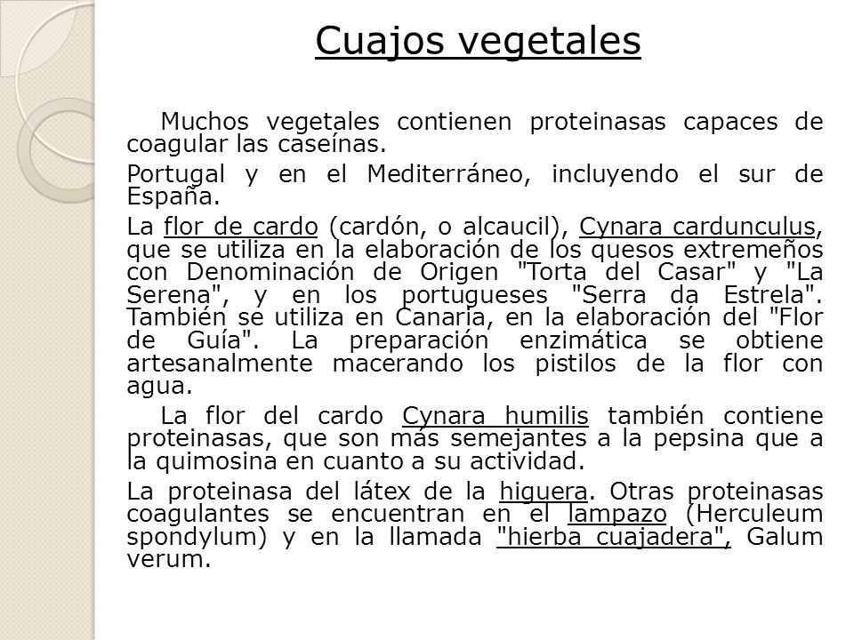 Cuajos vegetales Muchos vegetales contienen proteinasas capaces de coagular las caseínas.