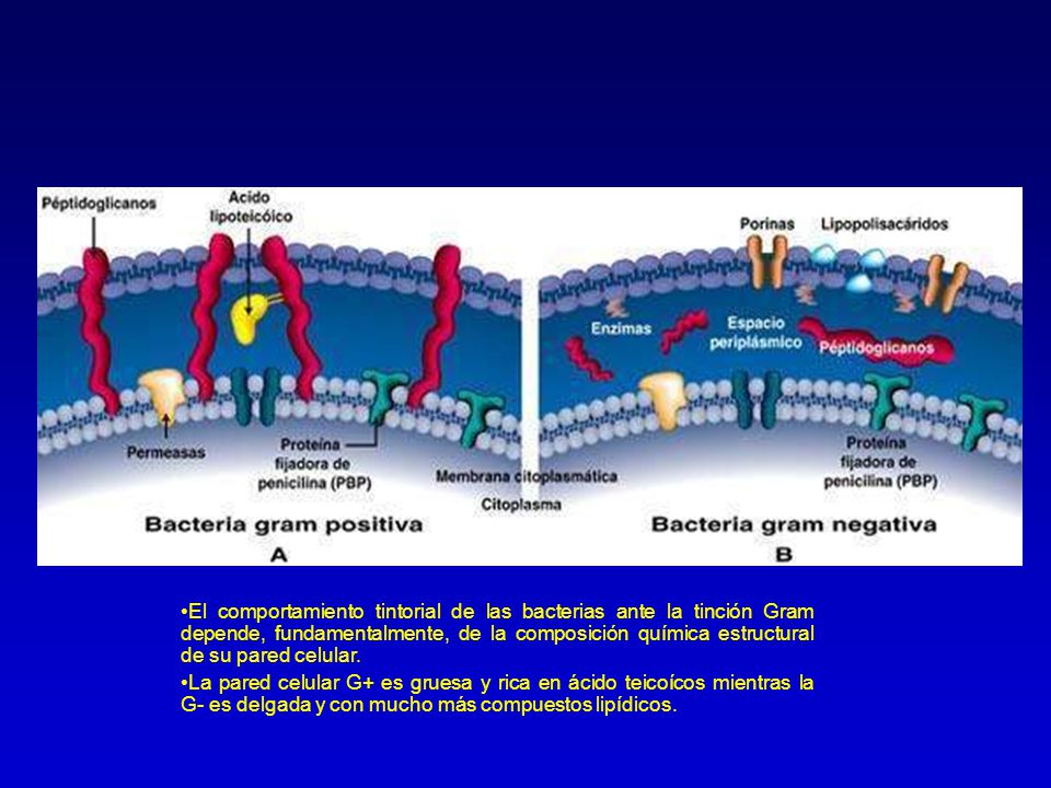 El comportamiento tintorial de las bacterias ante la tinción Gram depende, fundamentalmente, de la composición química estructural de su pared celular.