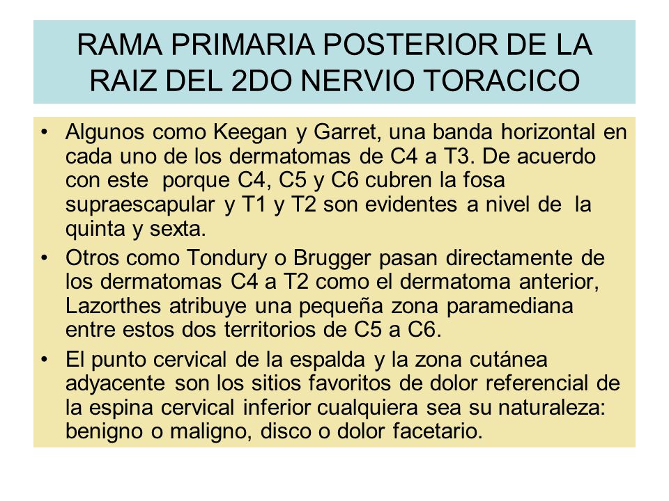 RAMA PRIMARIA POSTERIOR DE LA RAIZ DEL 2DO NERVIO TORACICO