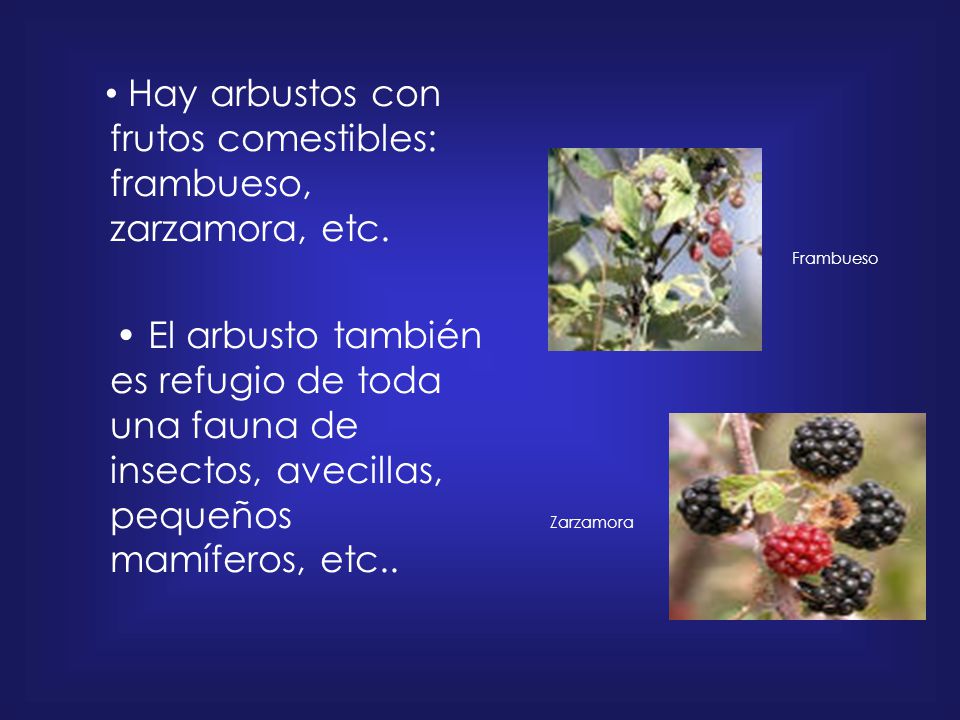 • Hay arbustos con frutos comestibles: frambueso, zarzamora, etc.