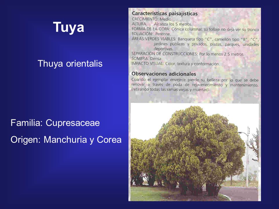 Tuya Thuya orientalis Familia: Cupresaceae Origen: Manchuria y Corea