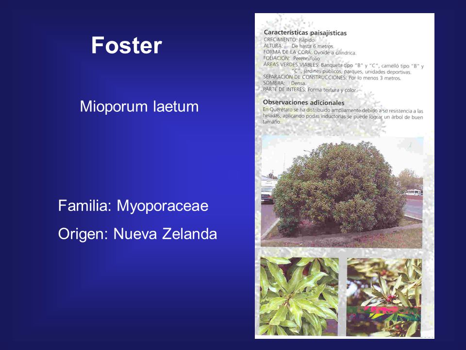 Foster Mioporum laetum Familia: Myoporaceae Origen: Nueva Zelanda