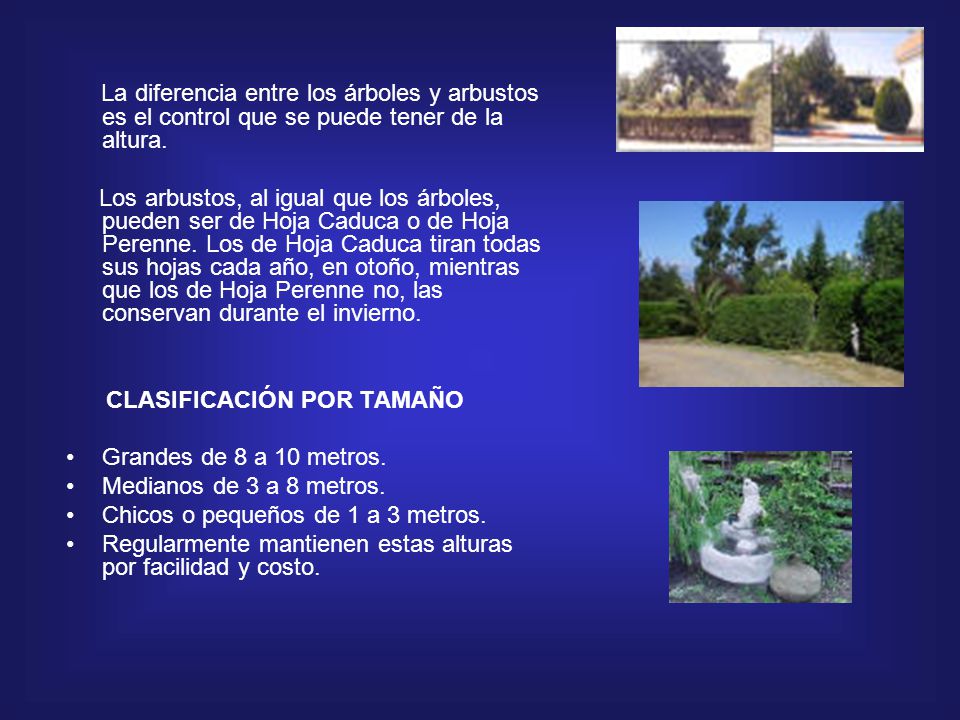 La diferencia entre los árboles y arbustos es el control que se puede tener de la altura.