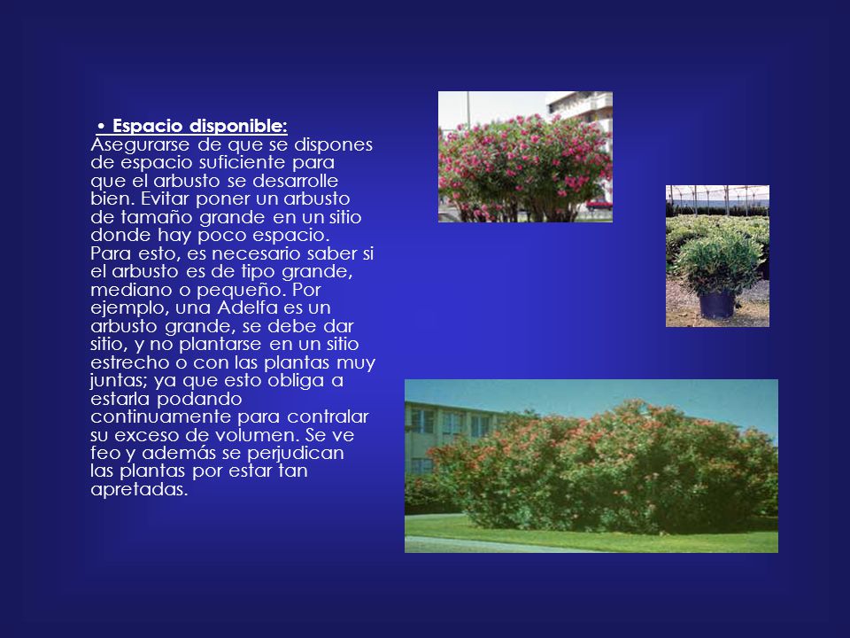 • Espacio disponible: Asegurarse de que se dispones de espacio suficiente para que el arbusto se desarrolle bien.