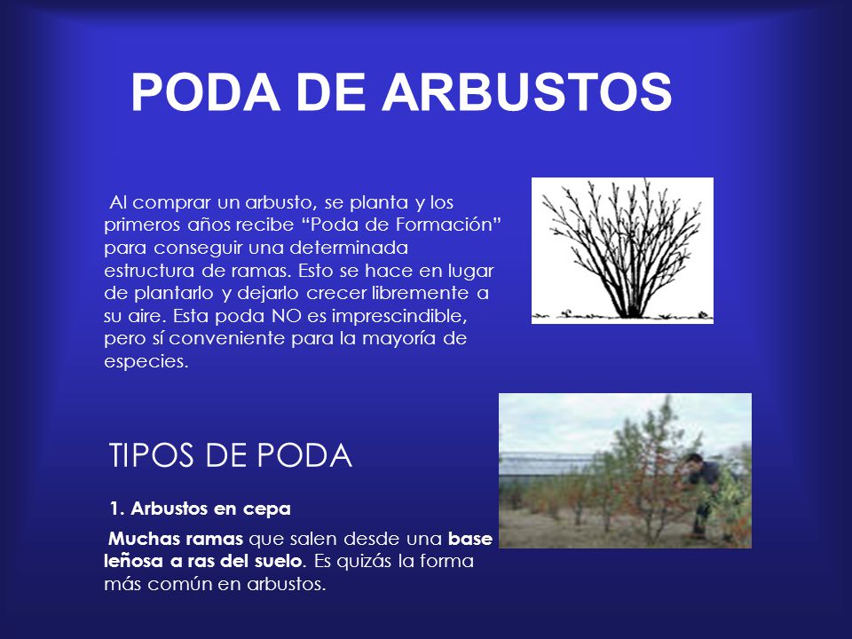 PODA DE ARBUSTOS TIPOS DE PODA 1. Arbustos en cepa