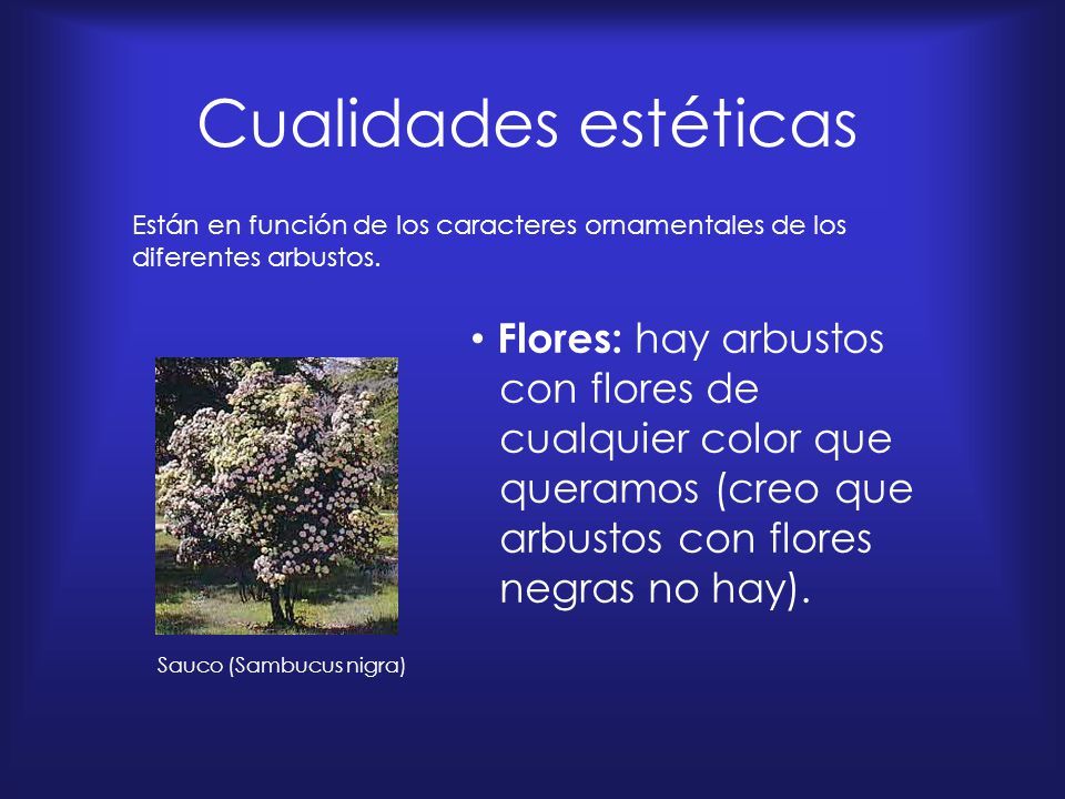 Cualidades estéticas Están en función de los caracteres ornamentales de los diferentes arbustos.