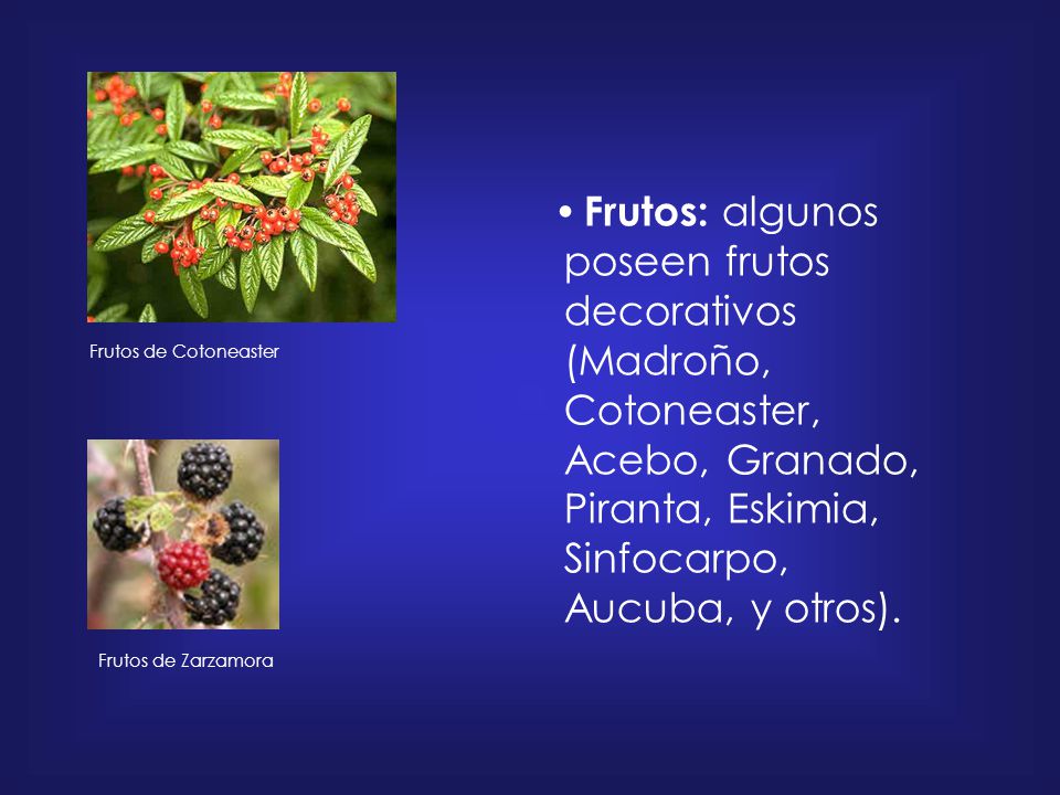 • Frutos: algunos poseen frutos decorativos (Madroño, Cotoneaster, Acebo, Granado, Piranta, Eskimia, Sinfocarpo, Aucuba, y otros).