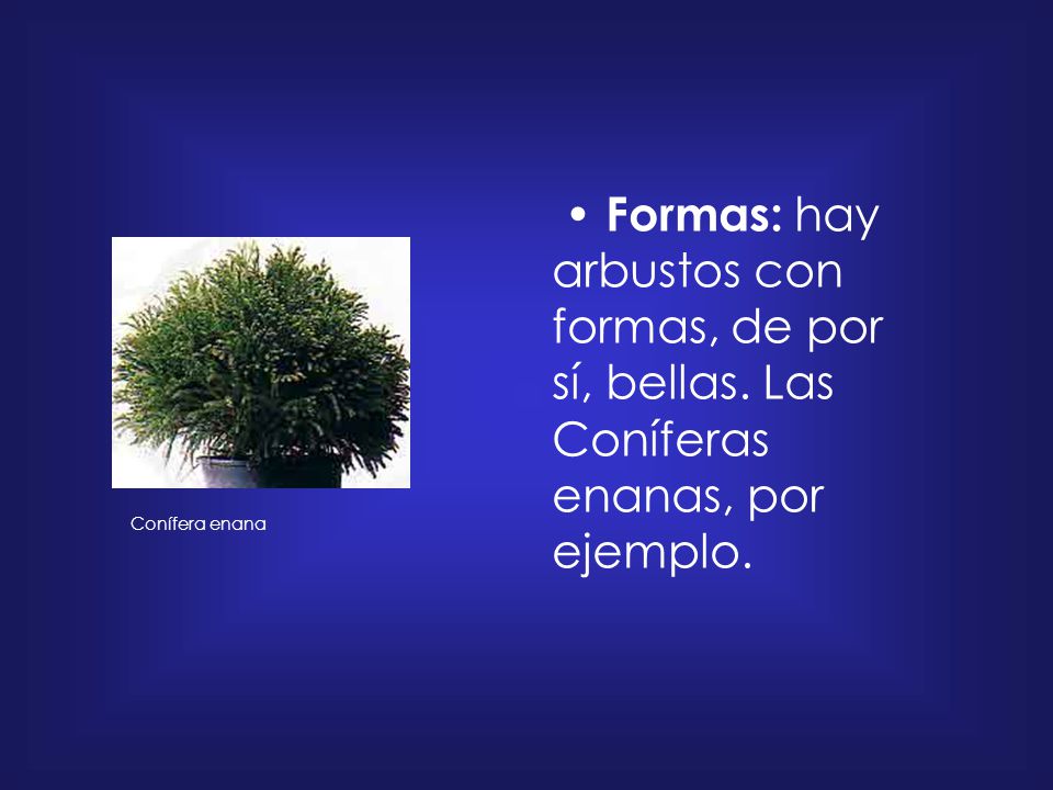 • Formas: hay arbustos con formas, de por sí, bellas