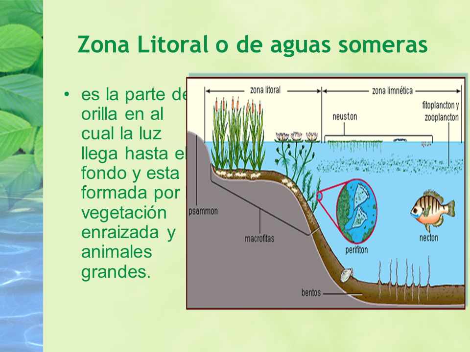 Zona Litoral o de aguas someras