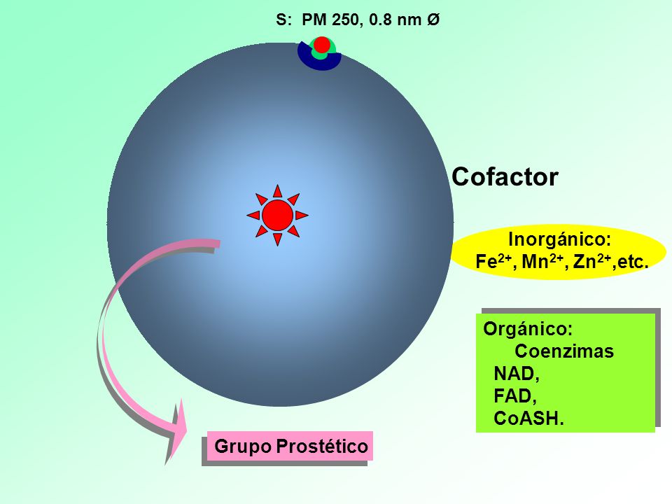 Cofactor E: PM , 7 nm Ø Inorgánico: Fe2+, Mn2+, Zn2+,etc.