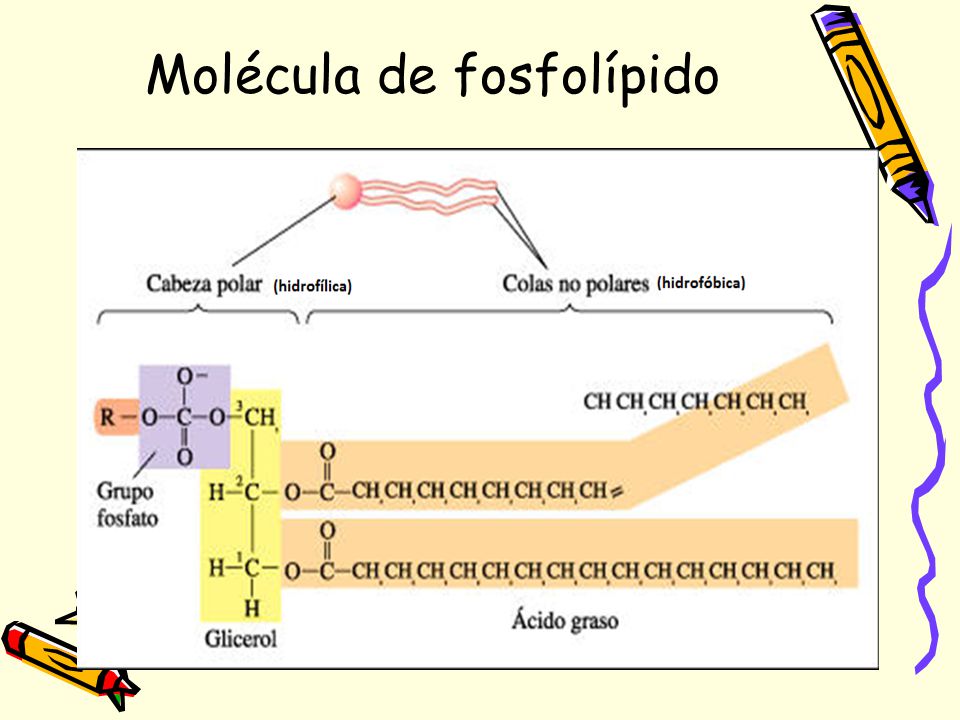 Molécula de fosfolípido