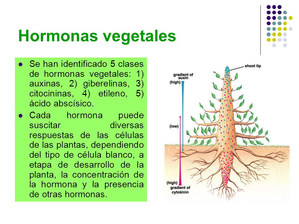 Hormonas vegetales Se han identificado 5 clases de hormonas vegetales: 1) auxinas, 2) giberelinas, 3) citocininas, 4) etileno, 5) ácido abscísico.