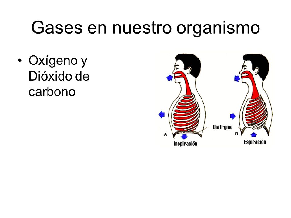Gases en nuestro organismo