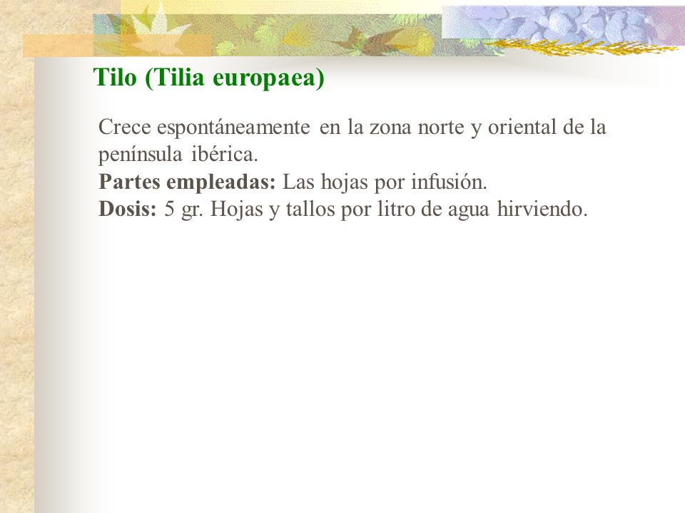 Tilo (Tilia europaea) Crece espontáneamente en la zona norte y oriental de la península ibérica. Partes empleadas: Las hojas por infusión.